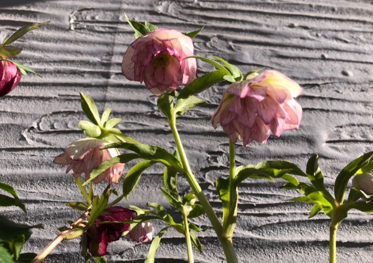 外に全部出したんだ ここは 午前中だけぽっかぽかです 植え替え 次の休みにやろ