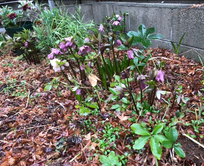 写真に撮ると わかったけど 今まで みんな おんなじヨーな花だなあって 思ってたけど 