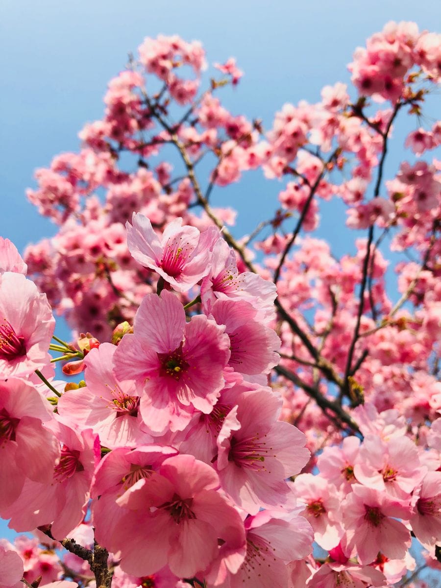 河津桜♬  たまに行く植物園でも 濃いピンク色の河津桜が満開でした。