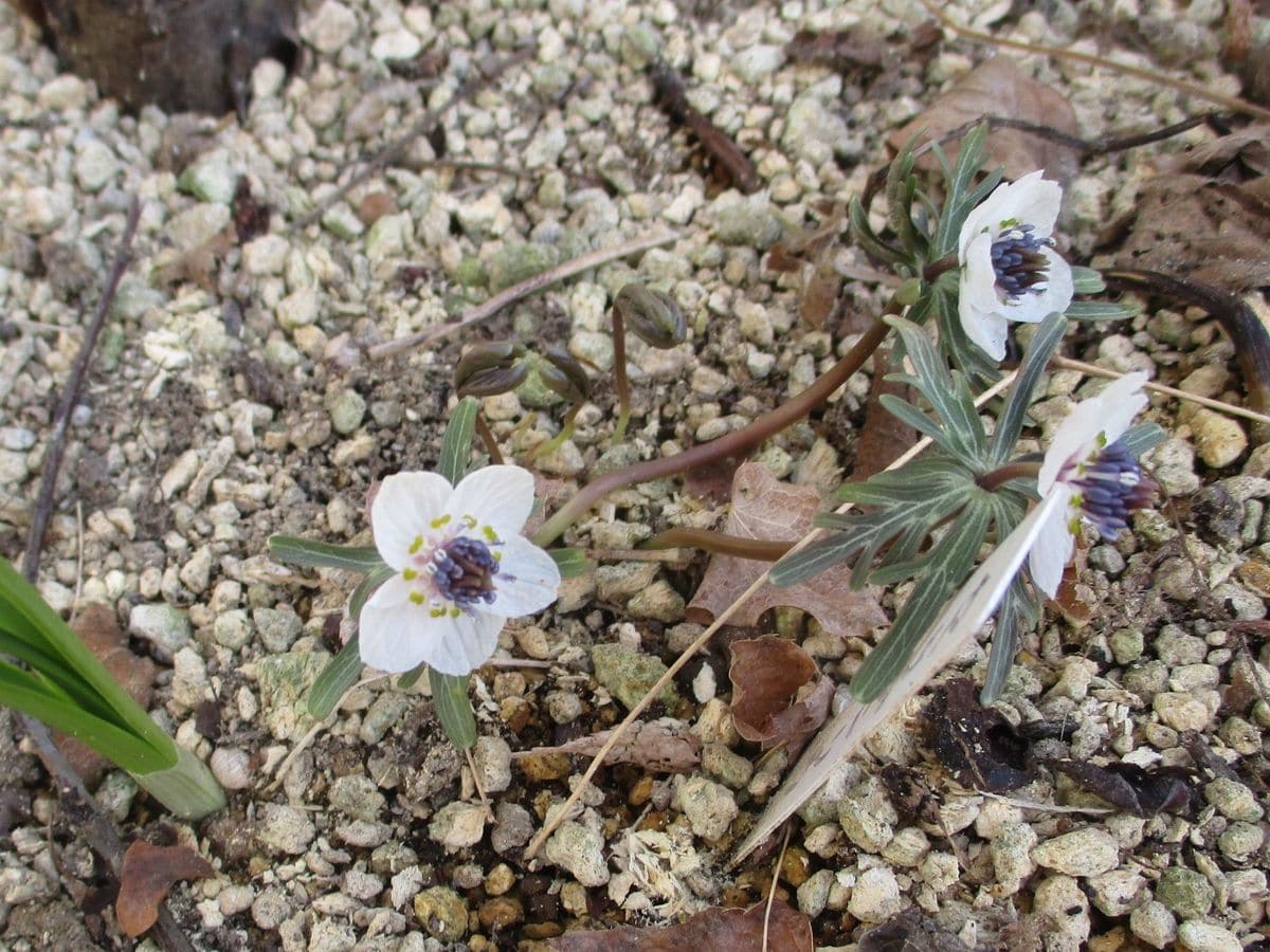 荒れ果てた山野草畑のセツブン草（これだけ）