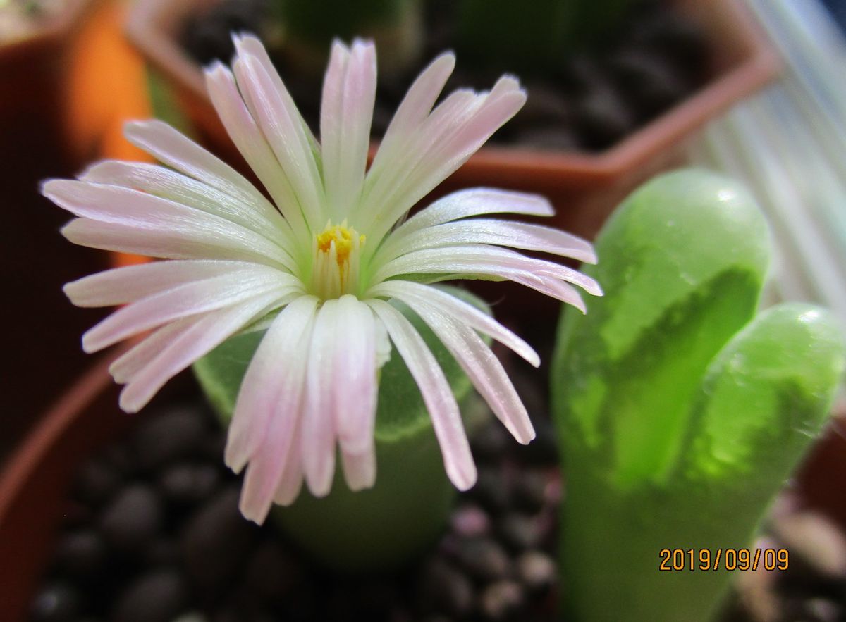 白拍子の花が咲きました