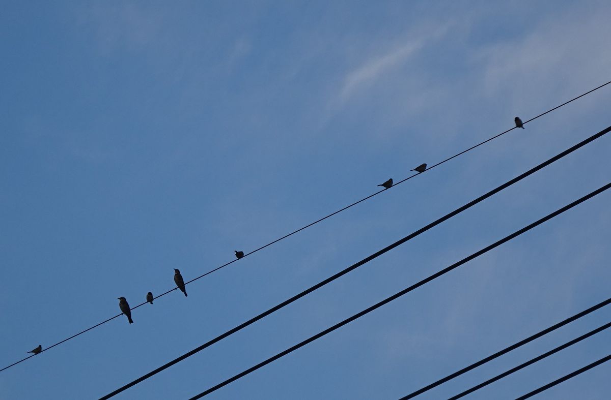 電線にとまる、ヒヨドリとスズメたち。エサが目の前にないと、ヒヨも追っ払ったりしな