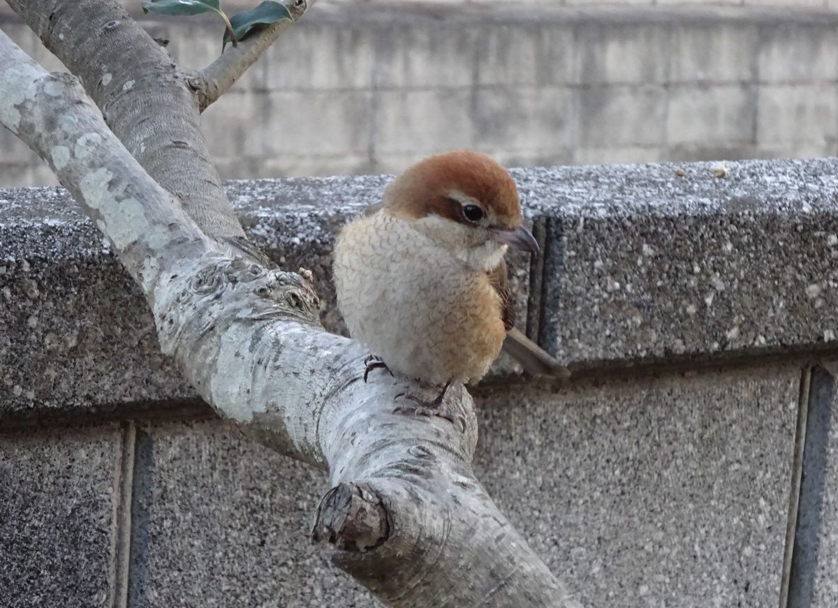 モズりん ♀ ２月３日。