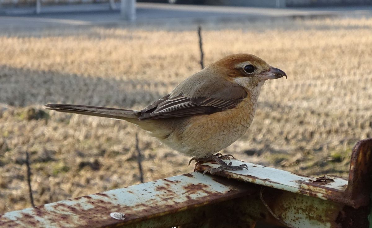 裏庭に来た、メスのモズ。距離６０ｃｍ。 マジメに庭仕事をしていると、野鳥がエサを