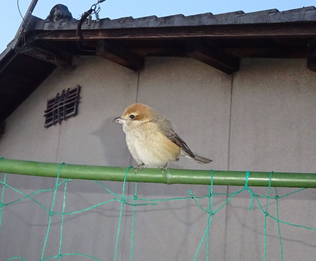 今日のモズりん ♀ しっぽ上げ下げしてます（３枚組） うっかりフラッシュたいてしまっ