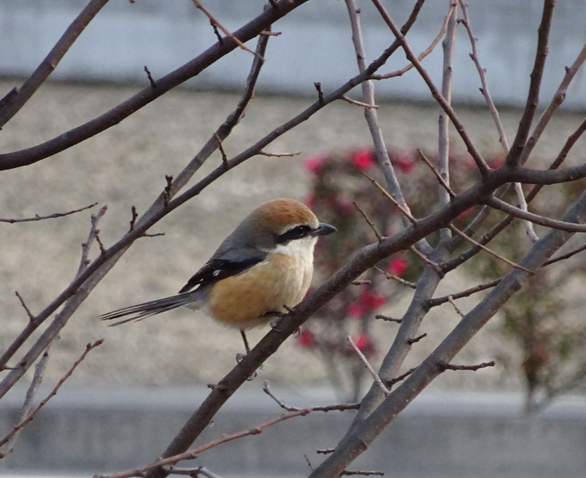 畑の栗の木にとまる、モズ ♂ ２月２１日。