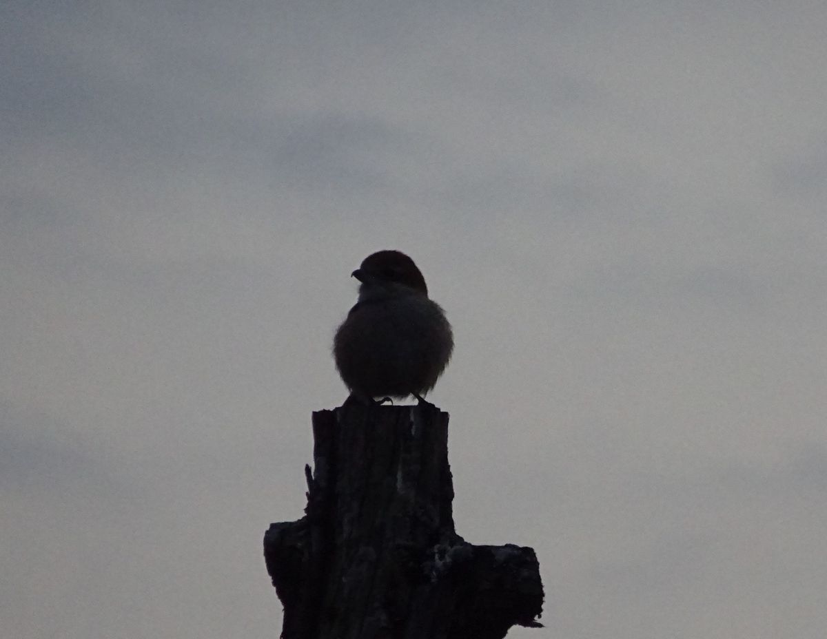 激しく尾を上げ下げして、高鳴きするモズりん ♀ ２月９日。