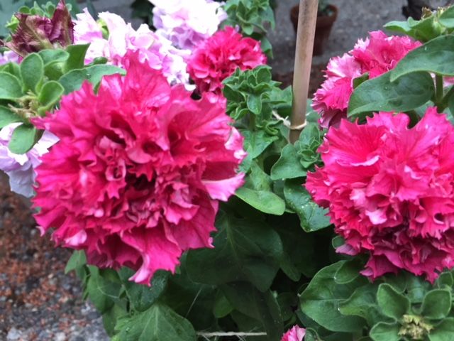 ７月９日 ペチュニア（八重）～Petunia Double Soft Pink この八重のペチュニア、まる