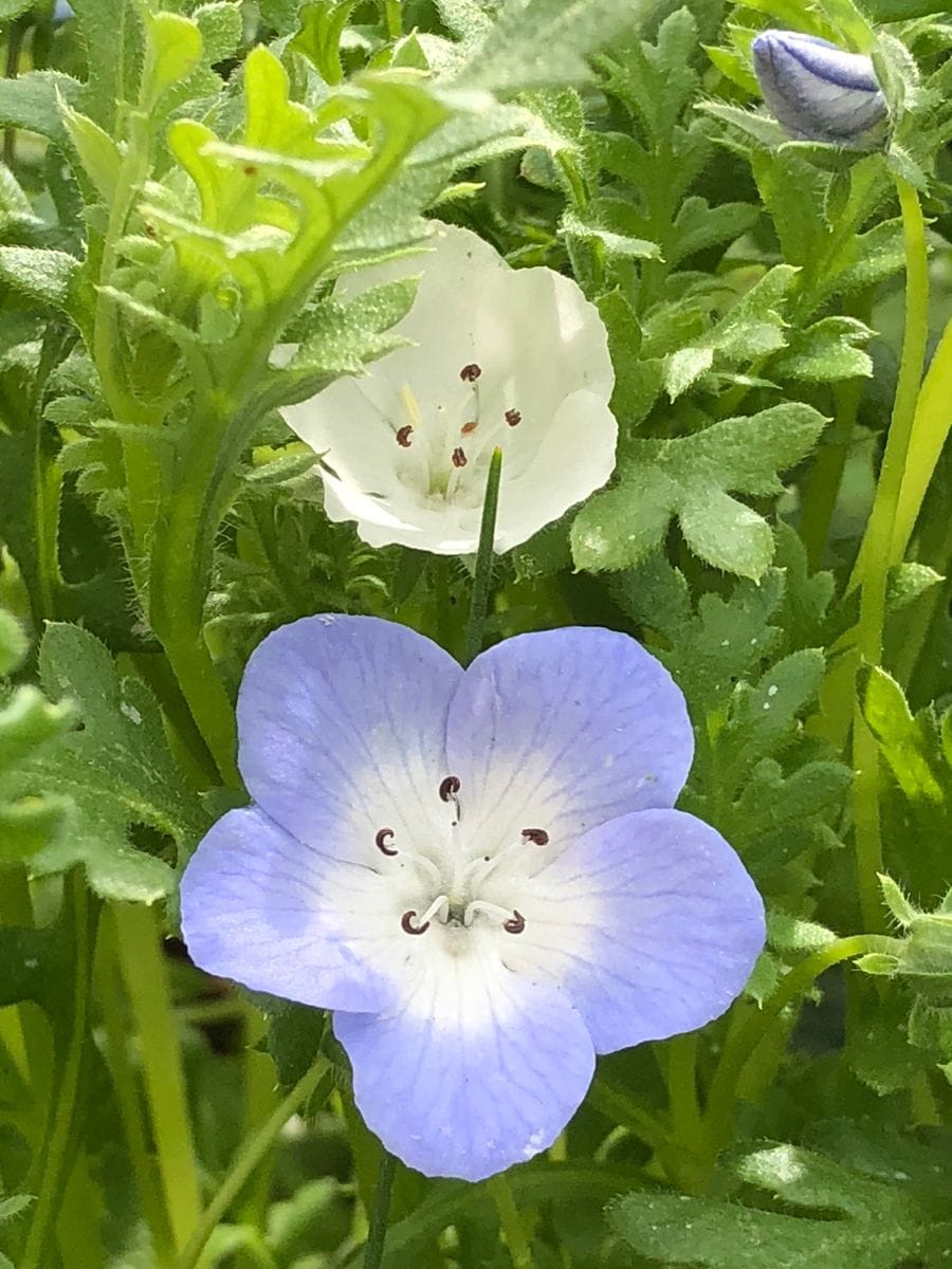 ネモフィラ青 白二色のネモフィラ 癒しの花たち18 のアルバム みんなの趣味の園芸