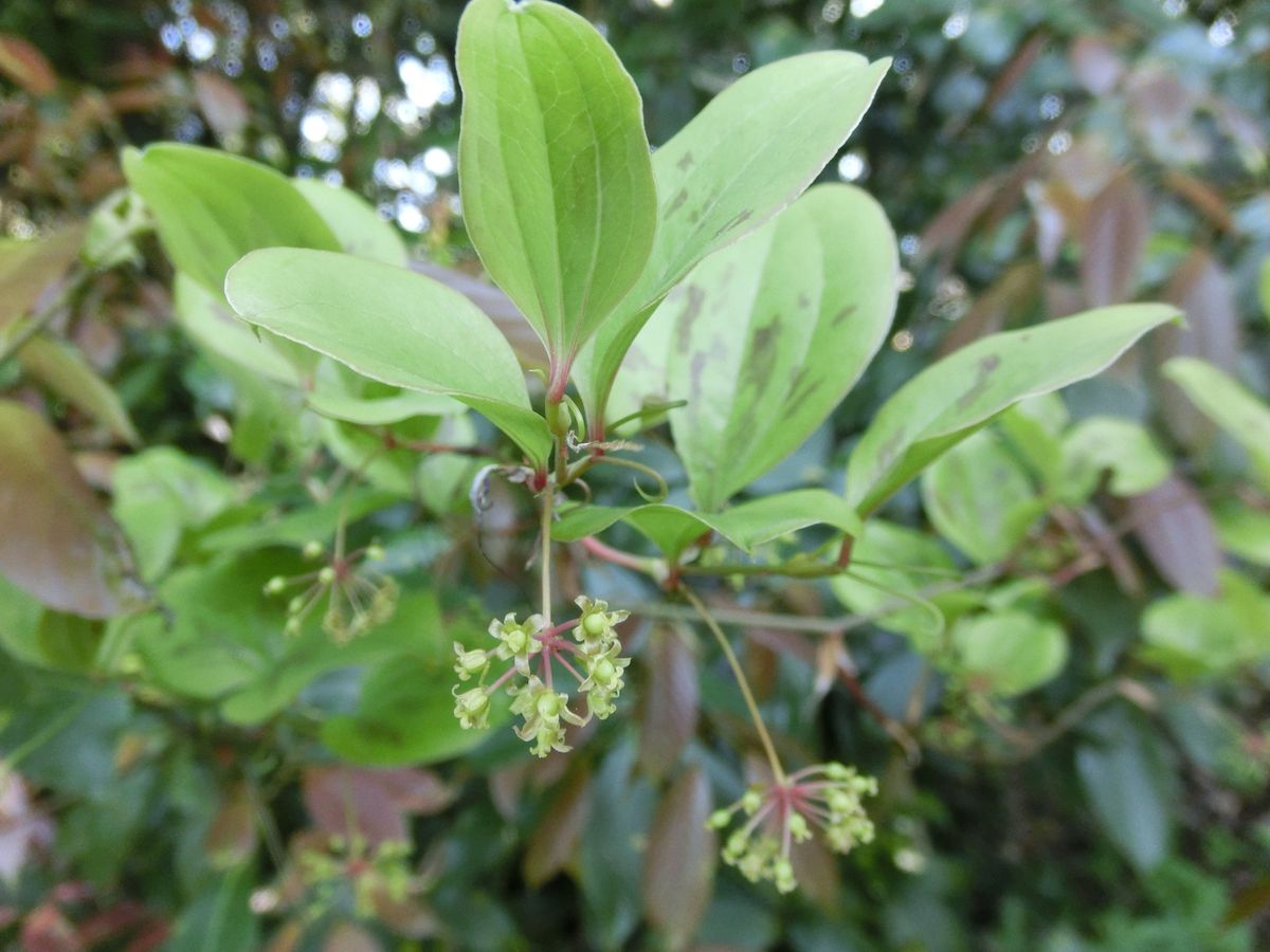 サルトリイバラ（猿捕り茨）雌花 花後  サルトリイバラ科シオデ属 落葉つる性半低木 