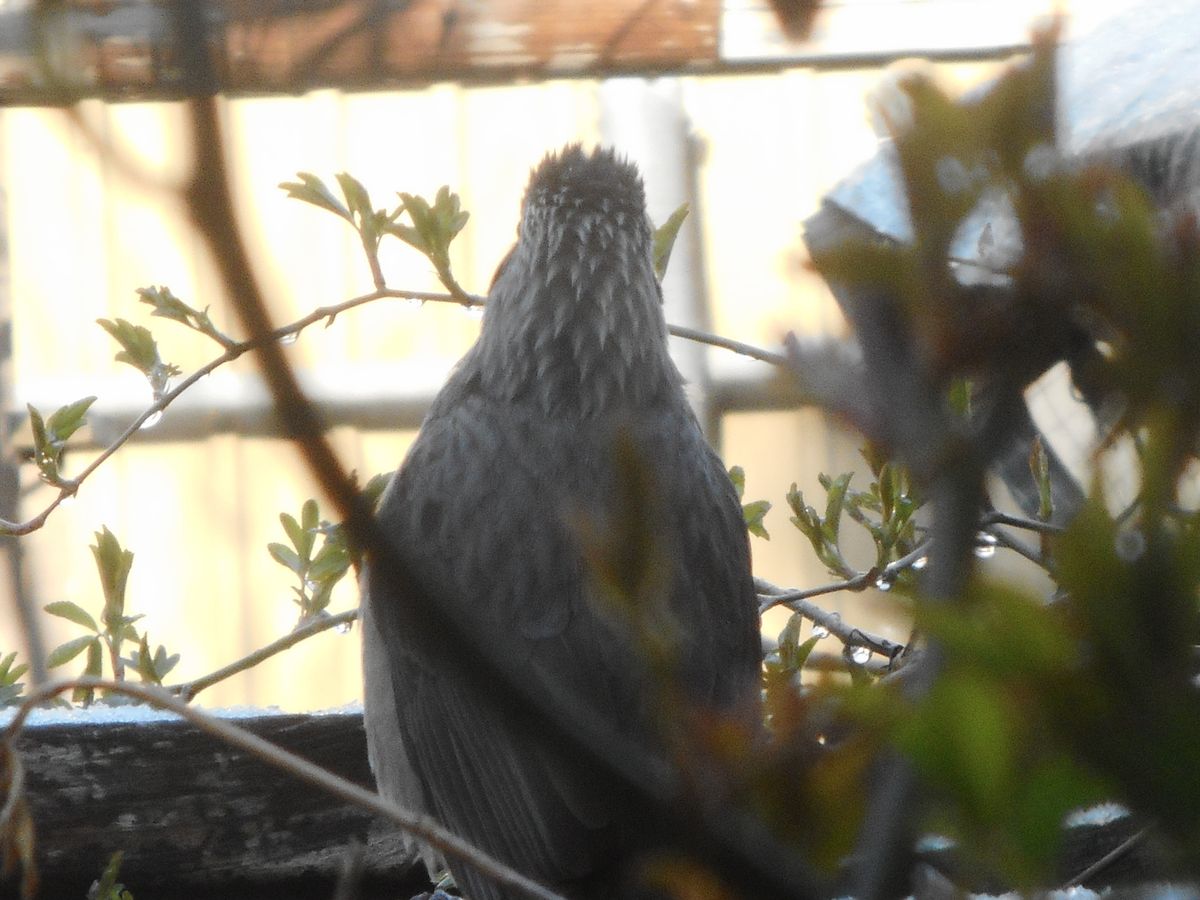 久しぶりのヒヨさん🐤とモッコウバラの新葉。