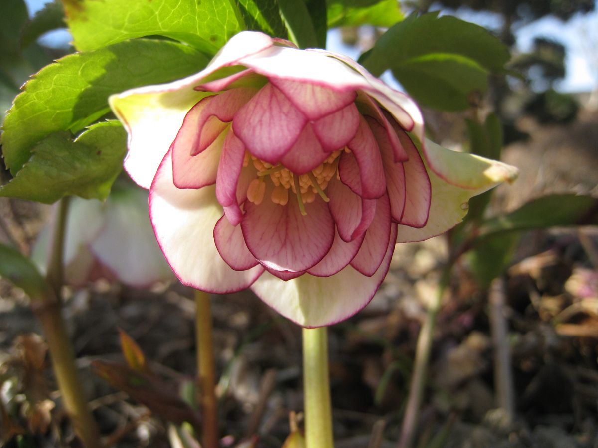 2018.2.18  逢坂 今年で4回目の開花