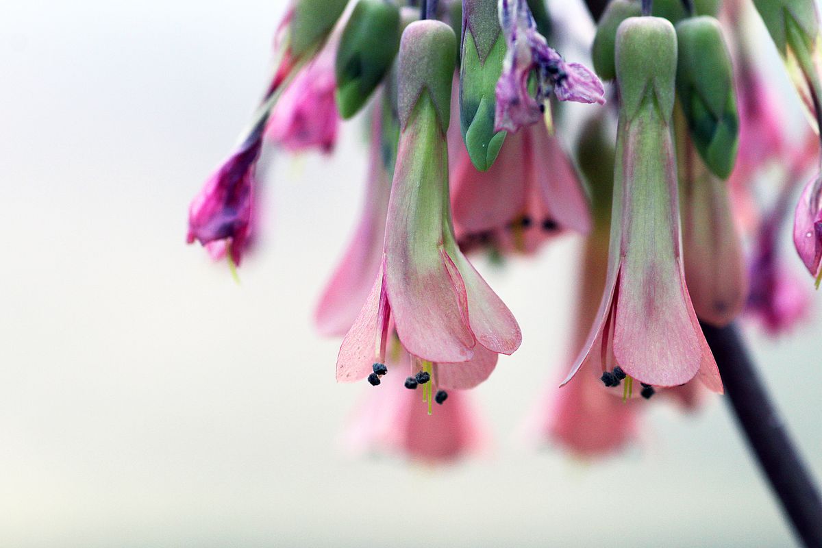 う～んっ、確かにカランコエにこのような形の花が咲く品種ありますよね。  コダカラベ