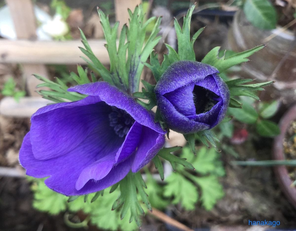 🥀アネモネ(花の趣:期待と不安…思い様々)＊特徴※花びらがない(花びらと思っている部分