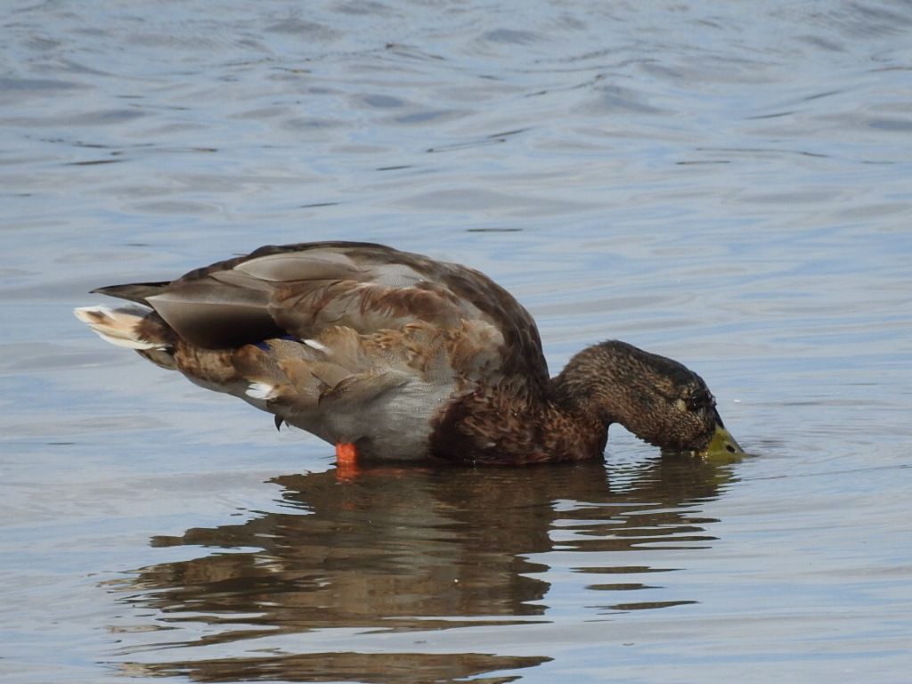 餌を探すマガモ♂。 繁殖期を過ぎたこの時期は、♀のような地味な羽色「エクリプス」に