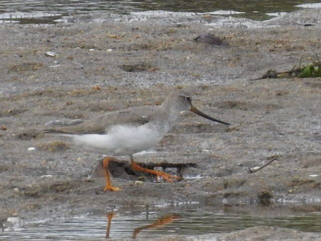 ん～？向こう岸に、何やら鳥らしきもの発見。 ズームしたら、ソリハシシギでした。 ち