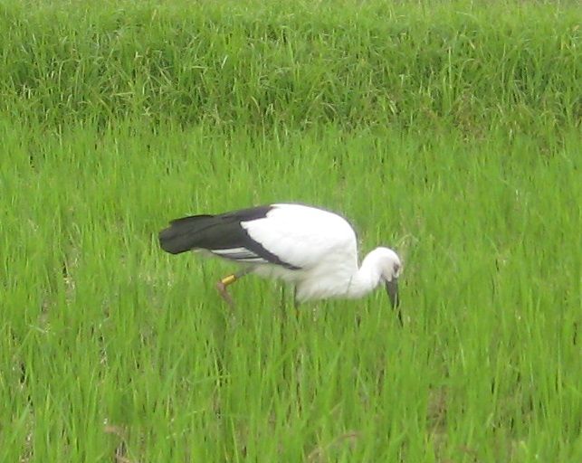 兵庫県生まれのコウノトリの雌（地元の新聞で紹介されていました）が飛来し、近所の田