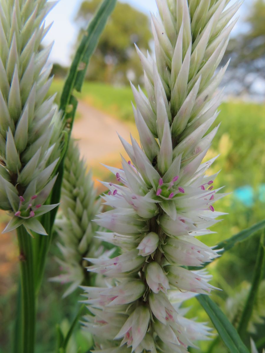 ノケイトウの花って、ようく見るとかわいいね。 しべが・・・。