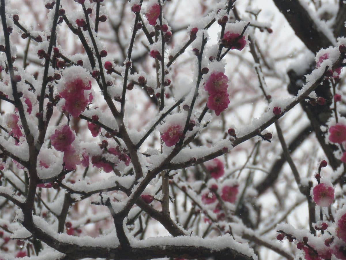 雪に埋もれていく紅梅の花