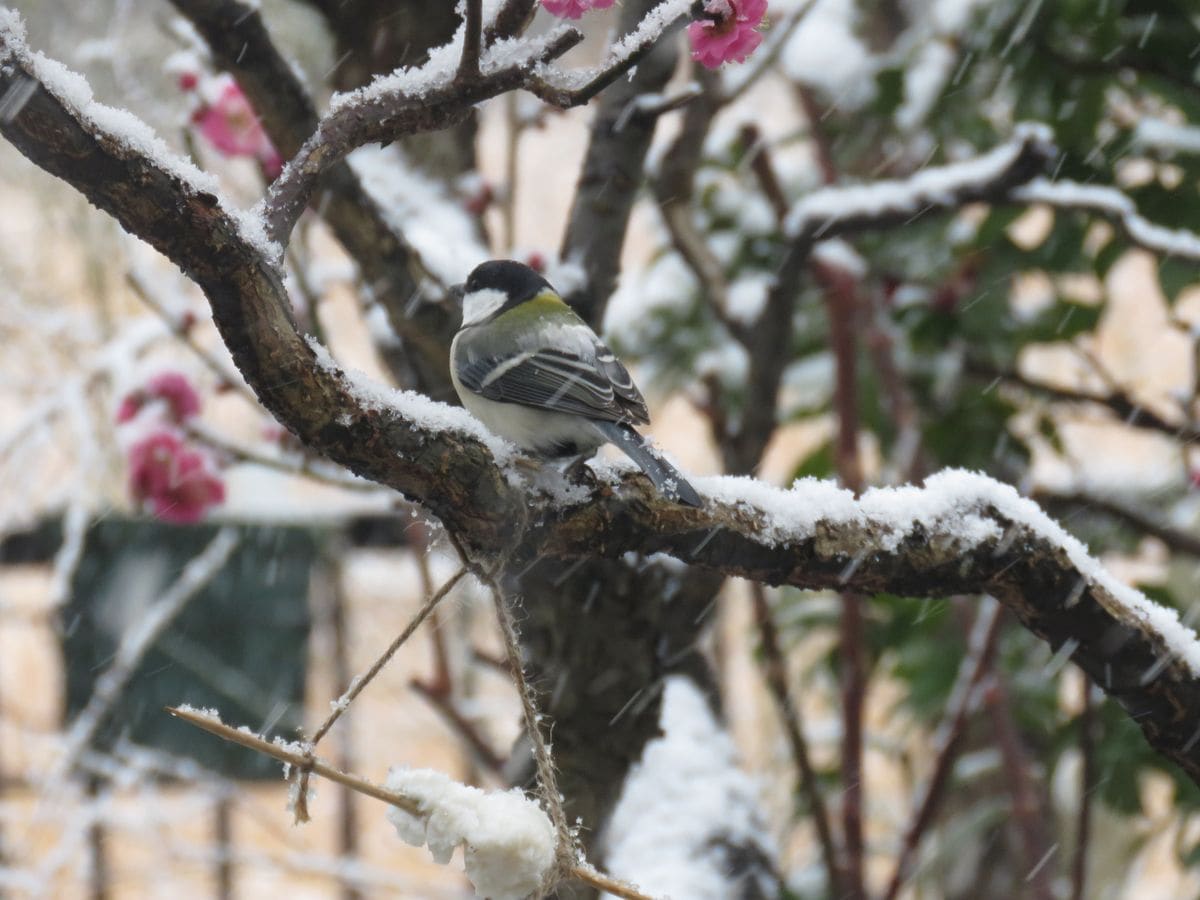 雪降る日のシジュウカラ。紅梅の枝に吊した牛脂にやってきましたが、早々にねぐらに帰