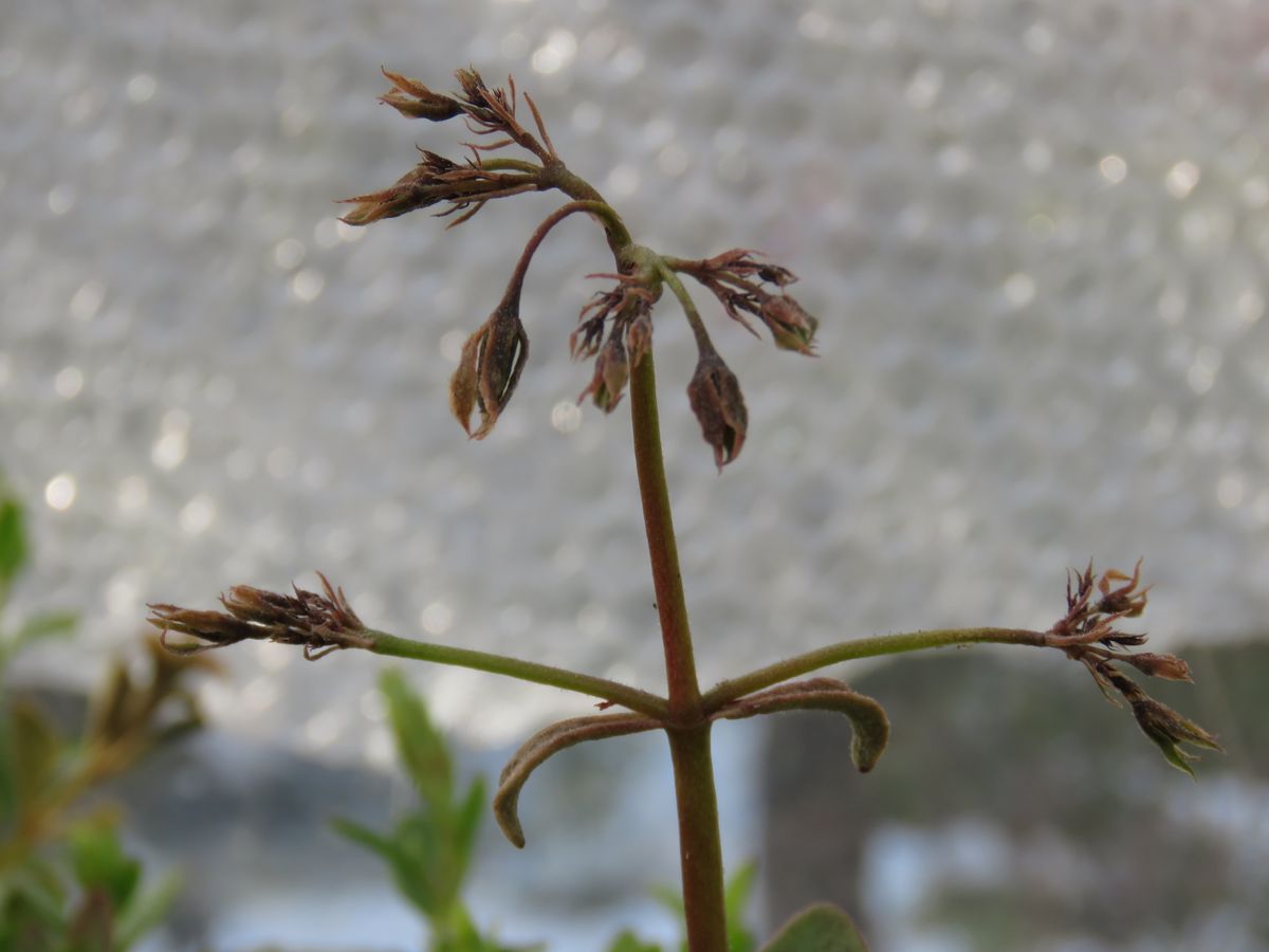 霜枯れてしまったカランコエ、テッサの蕾