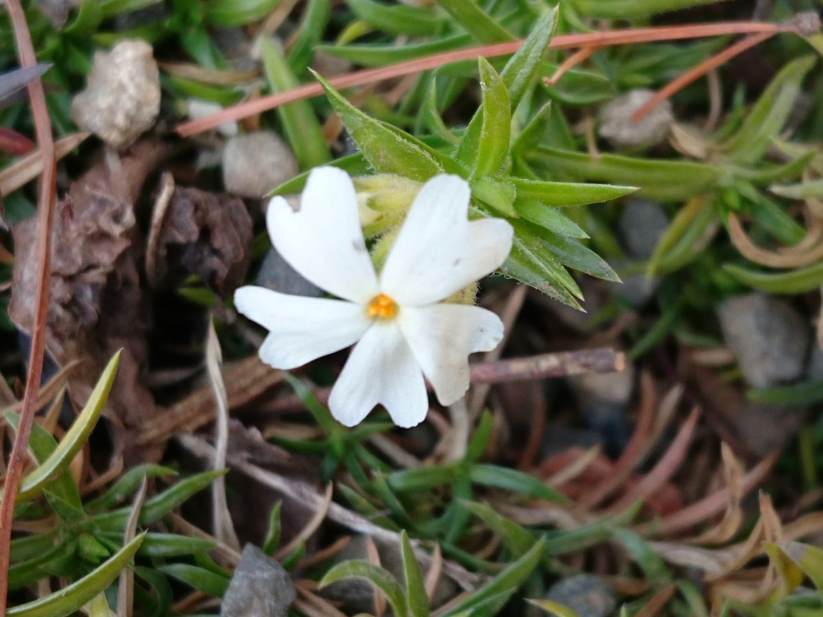 芝さくら  寒波の中一輪だけ咲いています。