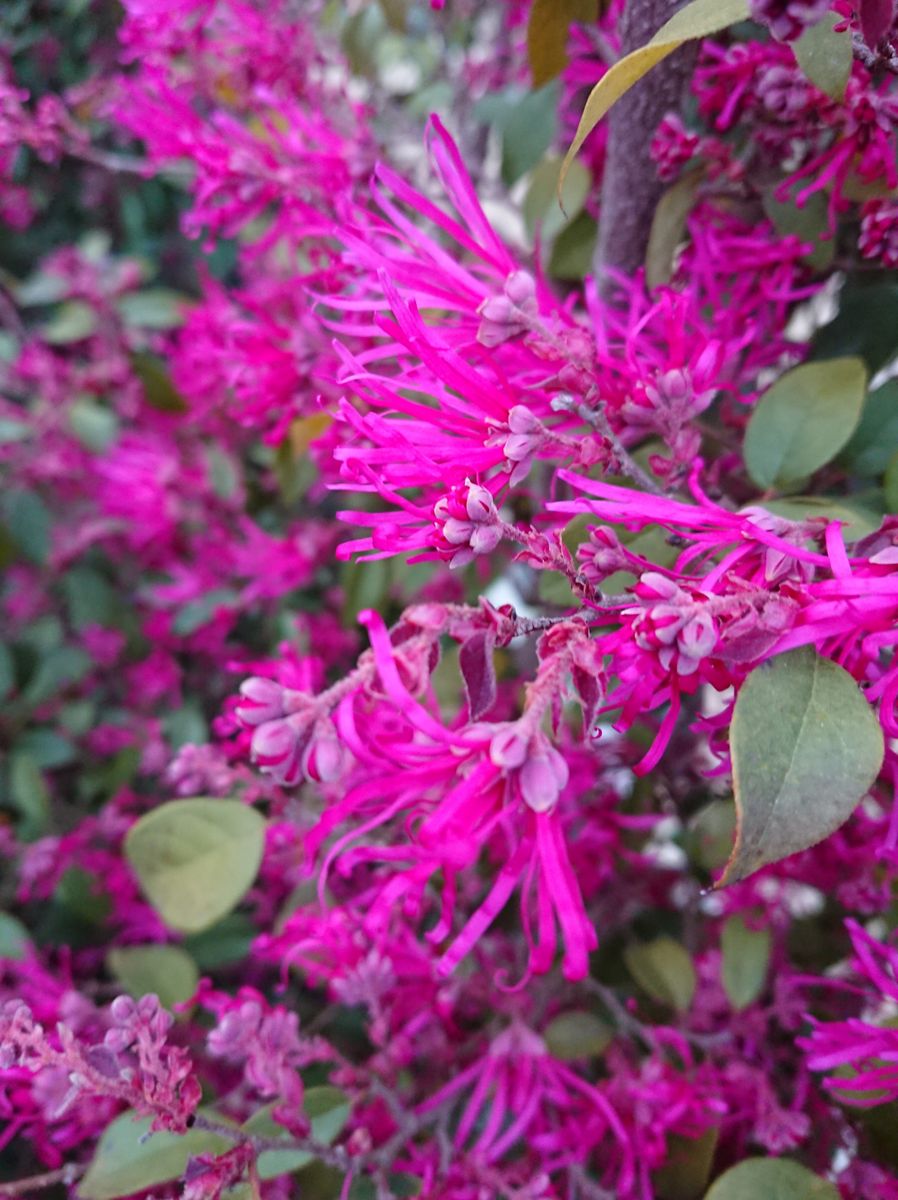 トキワマンサクの写真 by ぐりんりん ♪ヽ(´▽｀)/紅花トキワマンサクの、お花が咲いて