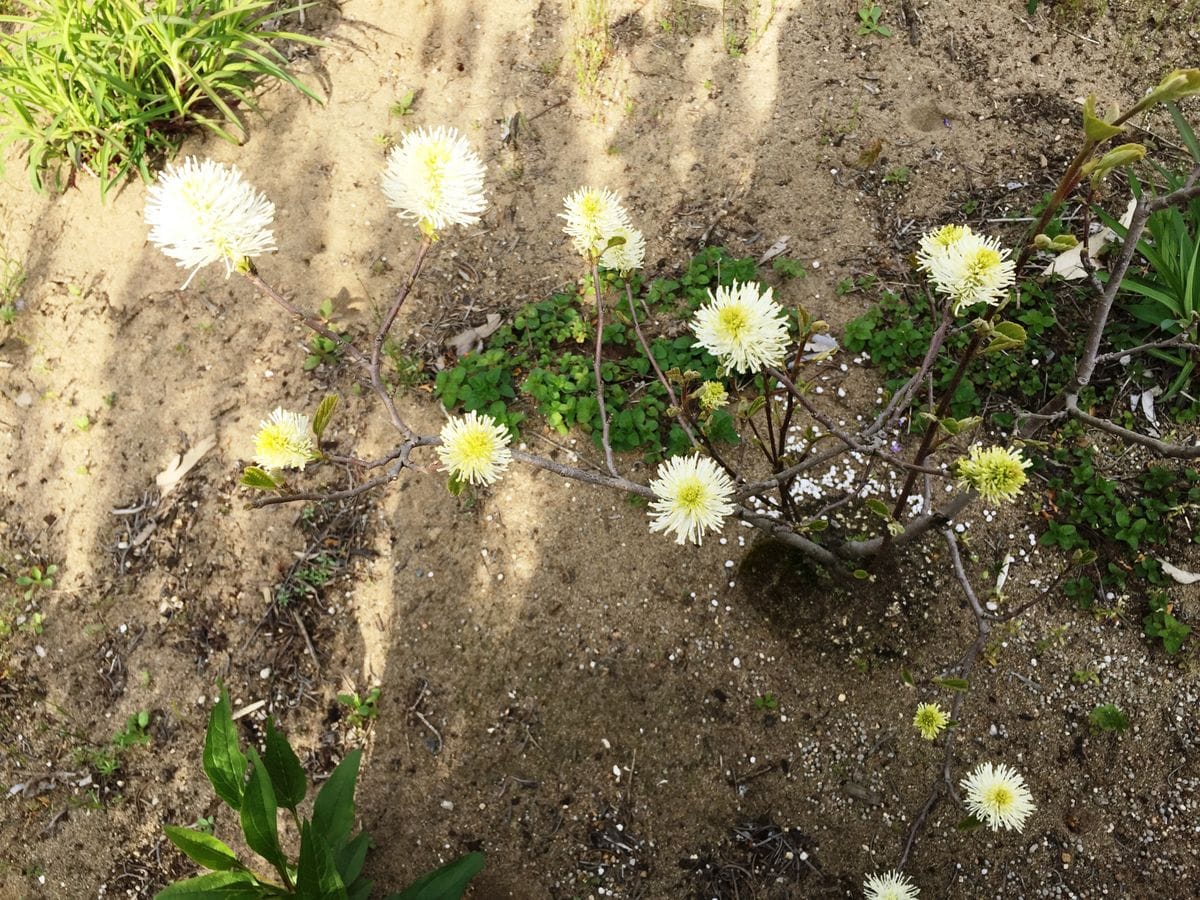 マルバナ空木の木はなかなか成長しないが、少しづづ花数が増えてきた。