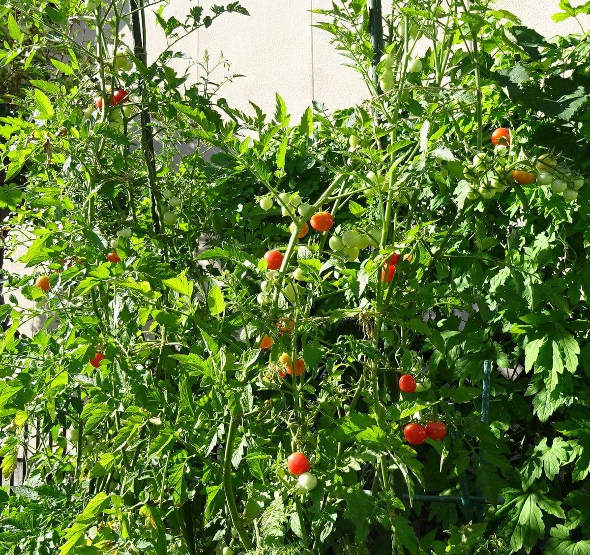 裏の菜園のこぼれ種ミニトマト「ピンキー」 ７月３０日。