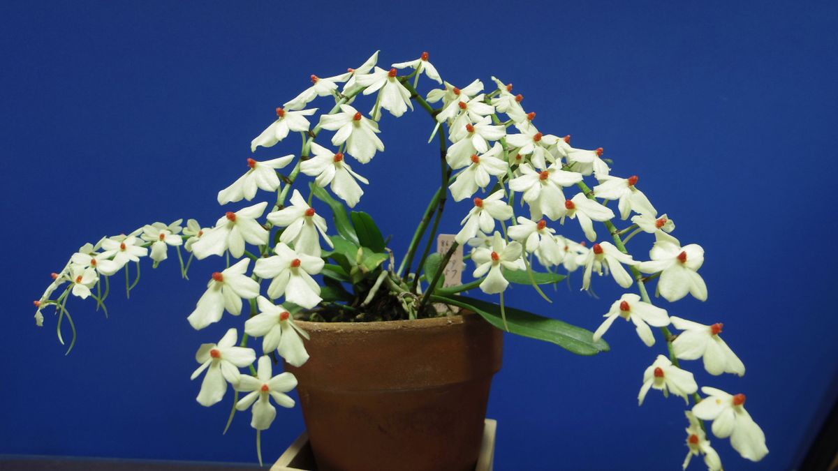 Aerangis  rhodosticta           Syn. luteo-alba 2cm足らずの可愛い花です