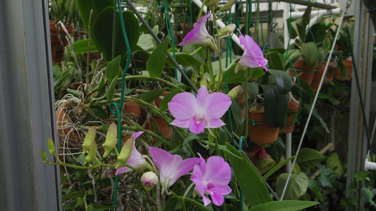 Den. Doreen,K-46 X bigibbum,Compactum 'Semi alba' K-125