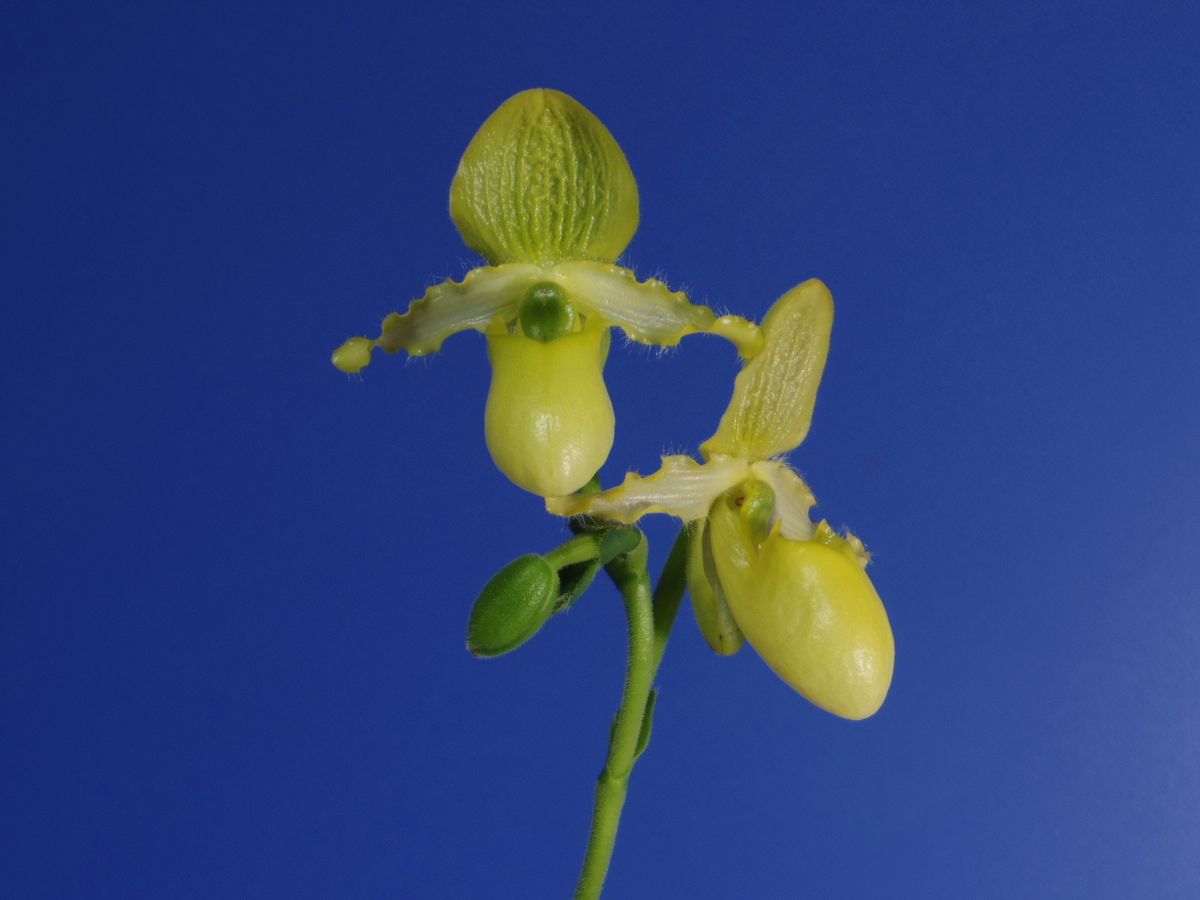 Paph. primulinum 原種です