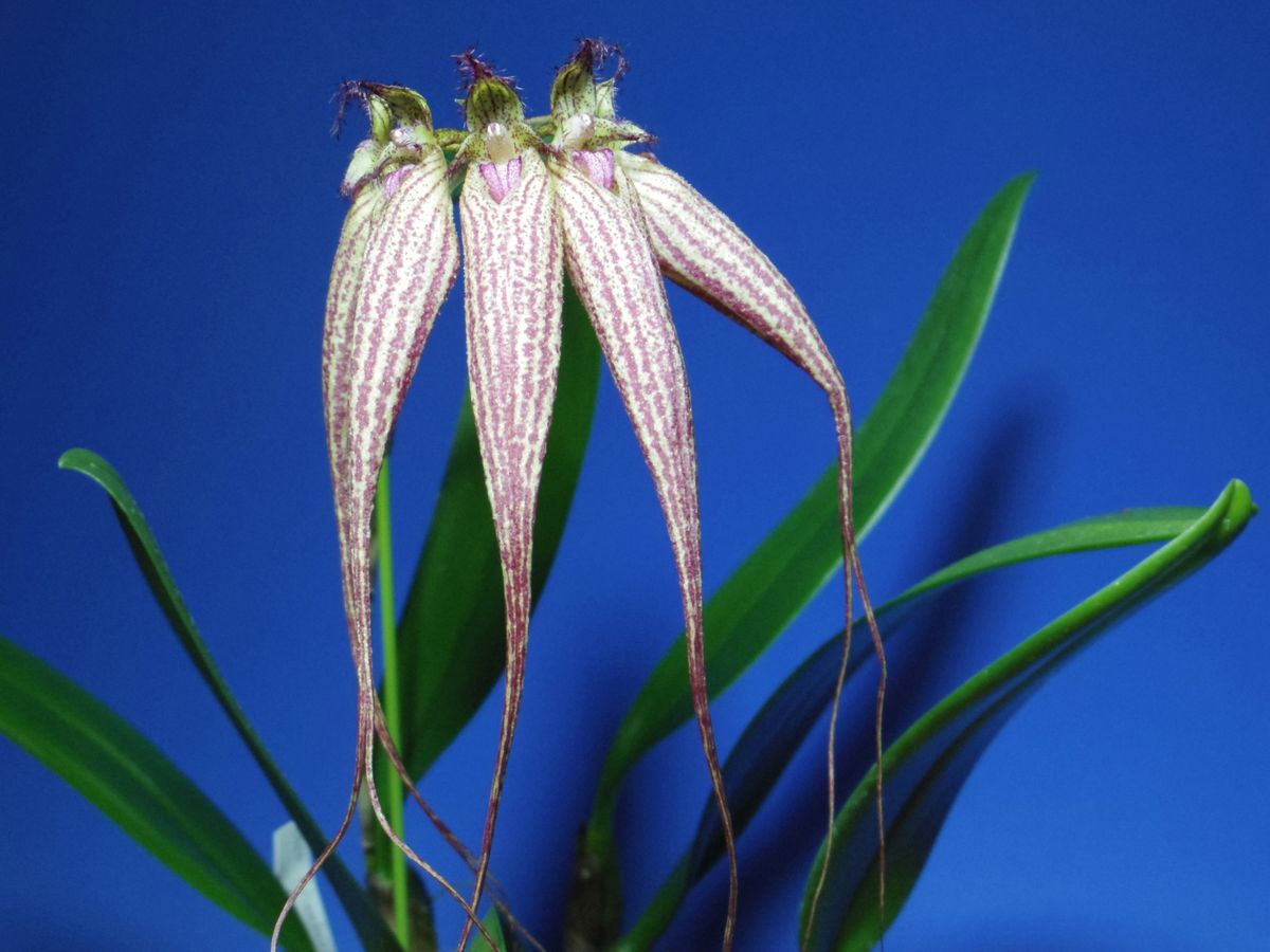 Bulb. Elizabeth Ann 'Buckle Berry' Fcc/AOS