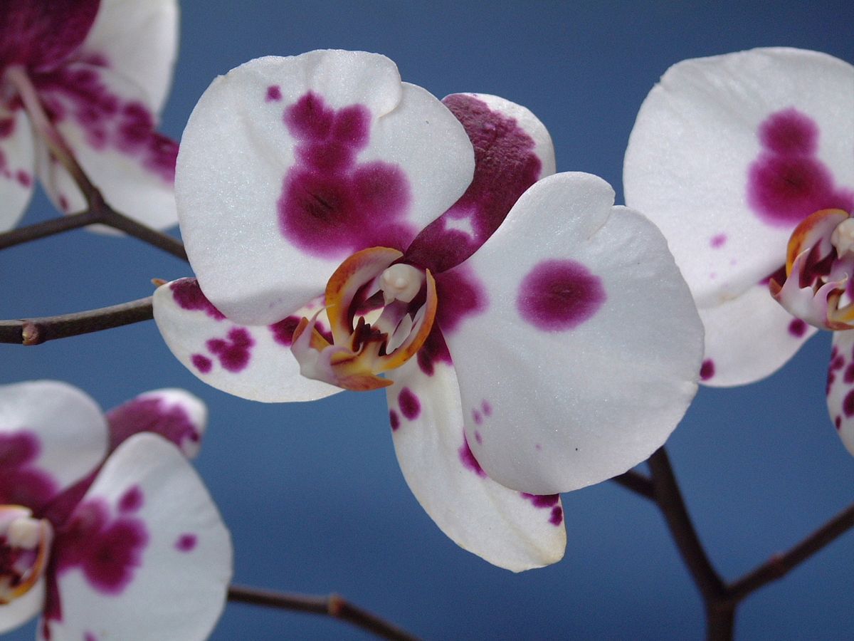 Phal Yu Pin Pearl (Ever Spring King X Musashino) 今年も胡蝶蘭が咲き始めました