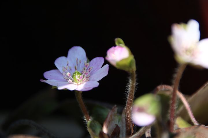 私の小さな雑木林🍂 小さな春😌 花友さんに頂いたピンク色の雪割草が 綺麗に開いてくれ