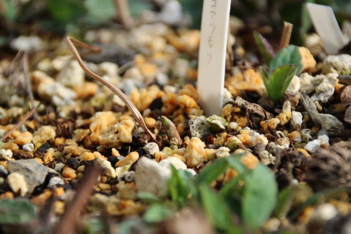 私の小さな雑木林🌿 コアツモリの芽吹き🌱😌 この冬に初めてお迎えしました 可愛らしいお