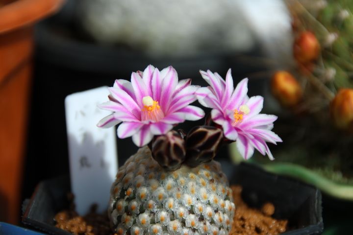 外の簡易ビニール温室 小さなサボテン スーパーバラ丸🌵 こんなにかわいいお花だったの