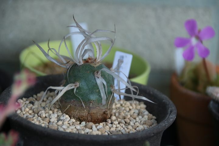 ネットで見つけましたサボテン 武蔵野🌵 ずんぐりむっくり トゲもなんか面白いです😌