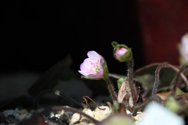 私の小さな雑木林🍂 小さな春😌 花友さんに頂いたピンク色の雪割草が咲きました😌