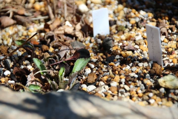 私の小さな雑木林🌿 3月😌 アリアケスミレのちょっと細長い葉っぱ😌