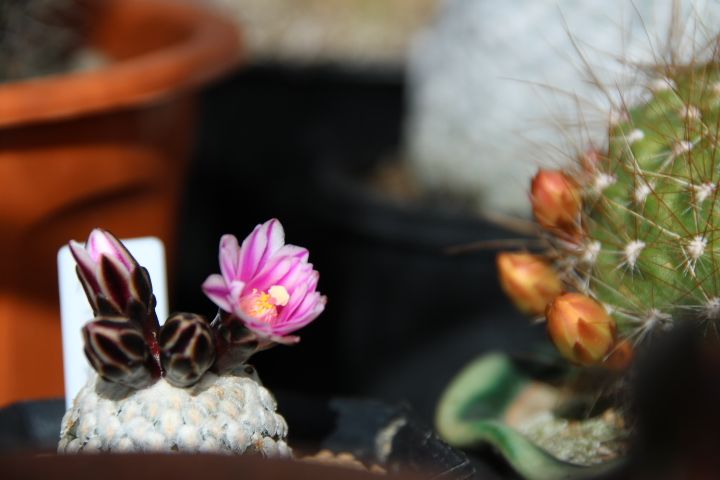 外の簡易ビニール温室 小さなサボテン スーパーバラ丸のかわいいお花が 今日咲きまし