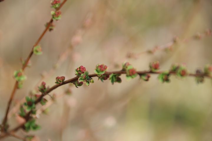 私の小さな雑木林🌿 ピンク雪柳の小さな蕾😌