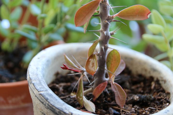 台所の出窓 小さな花キリンに蕾を見つけました😌