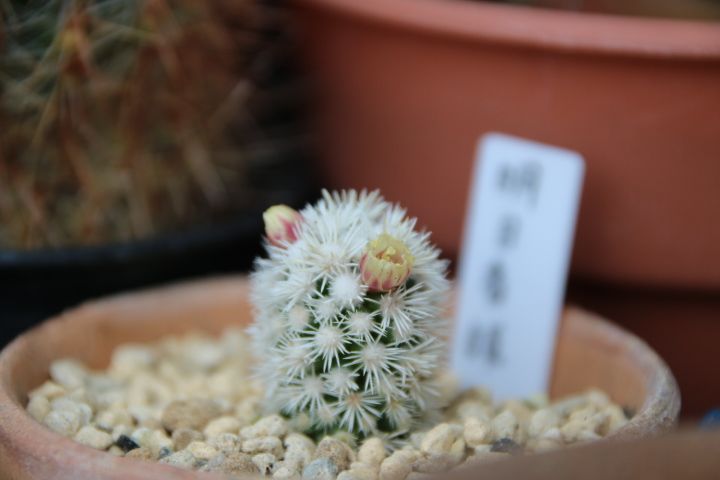 ネットで見つけましたサボテン 明日香姫🌵 小さな可愛らしいサボテン 蕾もついていてか