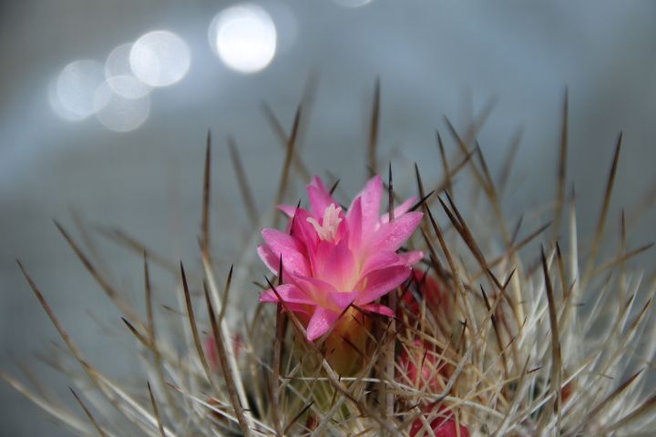 サボテン 白翁玉のかわいいお花😌