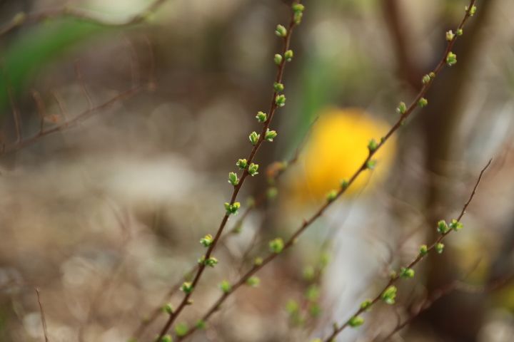 私の小さな雑木林🍂 雪柳の新芽が見えてきました🌿😌