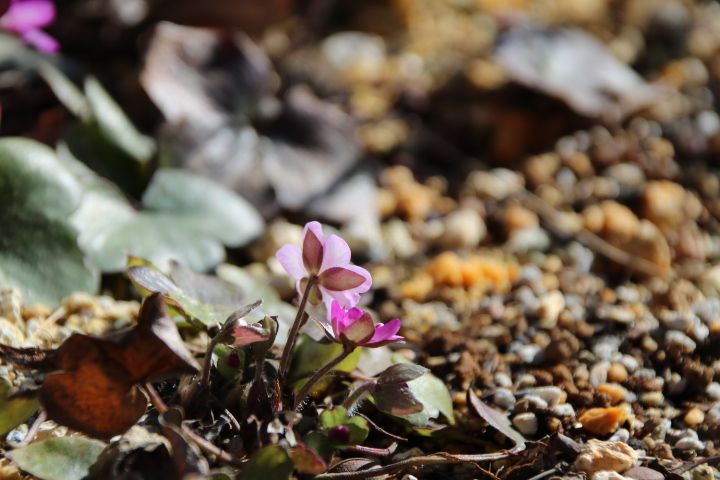 私の小さな雑木林🌿 3月の春の嵐 健気に頑張るかわいい雪割草😌