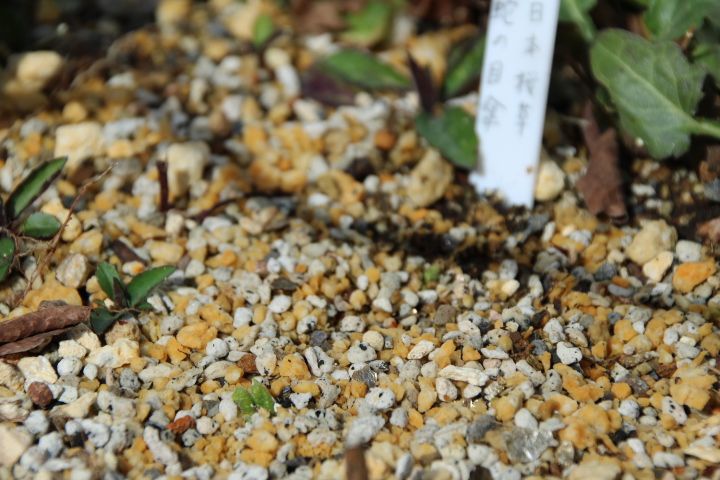 私の小さな雑木林🌿 日本桜草 蛇の目傘の小さな芽を見つけました🌱😌