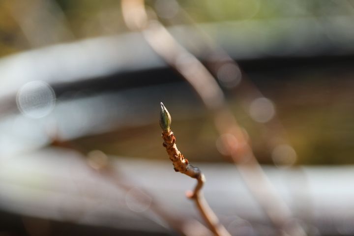 私の小さな雑木林🍂 小さな春😌 山あじさいの芽吹き🌿