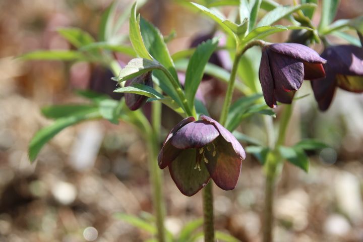 クリスマスローズ展示即売会で お迎えしました😌 原種系の小さな一重のお花です 山野草